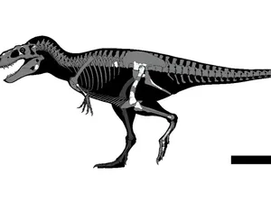 Spesies T-Rex Baru Ditemukan di Sebuah Laci Museum Meksiko, Begini Kisahnya Spesies T-Rex Baru Ditemukan di Sebuah Laci Museum Meksiko, Begini Kisahnya