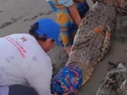 Warga di Mateng Ramai-ramai Tangkap 3 Buaya Usai Pria Diterkam Saat ke Empang