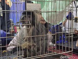 Kondisi 4 Satwa Langka Dibius Total Usai Gagal Diselundupkan WN India