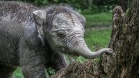 Potret Menggemaskan Bayi Gajah Ngatini yang Lahir di TWA Kampar