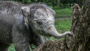 Potret Menggemaskan Bayi Gajah Ngatini yang Lahir di TWA Kampar