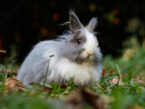 8 Hewan Piaraan yang Dipercaya Membawa Keberuntungan, Punya Salah Satunya? 8 Hewan Piaraan yang Dipercaya Membawa Keberuntungan, Punya Salah Satunya?