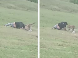 Niat Mau Healing, eh Malah Jadi Korban Macan Tutul