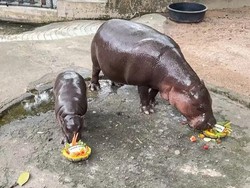 Moo Deng si Bayi Kudanil Ramal Kemenangan Trump di Pilpres AS