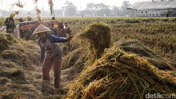 Upaya Pemerintah Genjot Produksi Beras Nasional