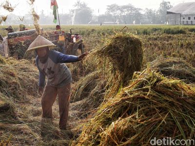 Upaya Pemerintah Genjot Produksi Beras Nasional