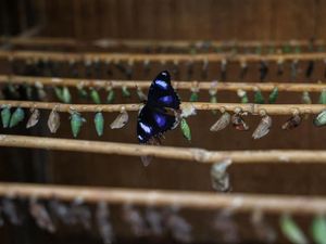 Perubahan Iklim Mengancam Populasi Kupu-kupu Perubahan Iklim Mengancam Populasi Kupu-kupu
