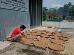 Kala Harga Kapulaga di Pangandaran Anjlok di Musim Panen