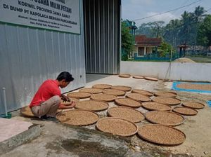 Kala Harga Kapulaga di Pangandaran Anjlok di Musim Panen Kala Harga Kapulaga di Pangandaran Anjlok di Musim Panen