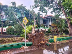 Hujan Deras-Angin Kencang, Sejumlah Pohon Tumbang di Bantul