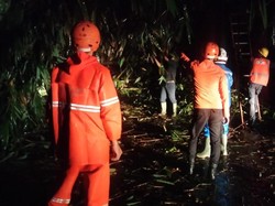 Pohon dan Tiang Listrik Roboh di Bogor, Akses Ciseeng-Rumpin Tertutup