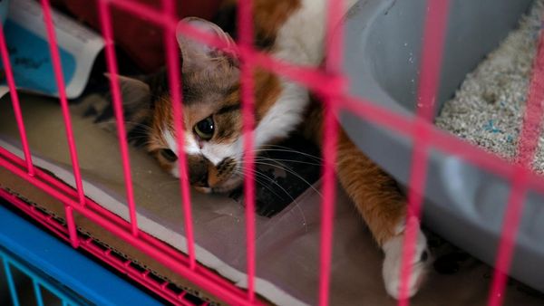 Potret Kucing-kucing yang Diselamatkan dari Serangan Israel di Lebanon