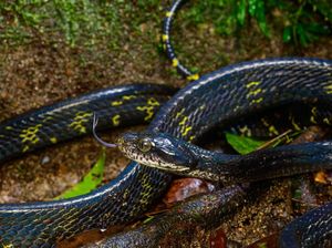 Ular Kucing Apakah Berbisa dan Berbahaya? Mari Kenali Fakta Menariknya!