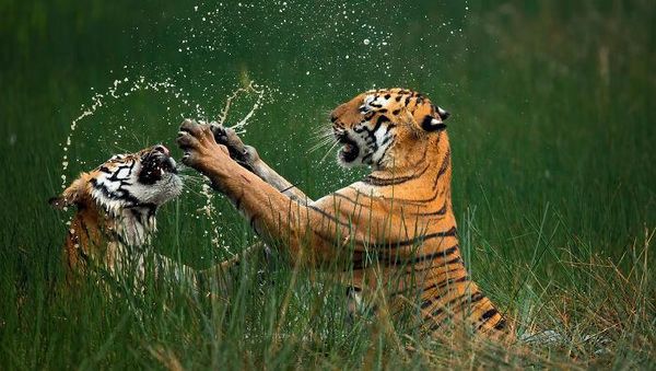 Karya Jawara Foto Alam Abdaikan Aksi Unik Para Hewan Bikin Terkesima