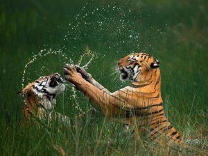 Karya Jawara Foto Alam Abdaikan Aksi Unik Para Hewan Bikin Terkesima