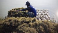 Rencana Pemanfaatan Rumput Laut untuk Bahan Bakar Pesawat