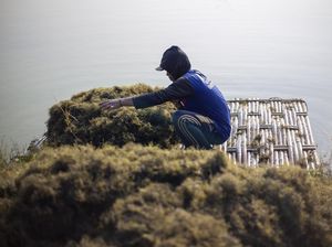 Rencana Pemanfaatan Rumput Laut untuk Bahan Bakar Pesawat Rencana Pemanfaatan Rumput Laut untuk Bahan Bakar Pesawat