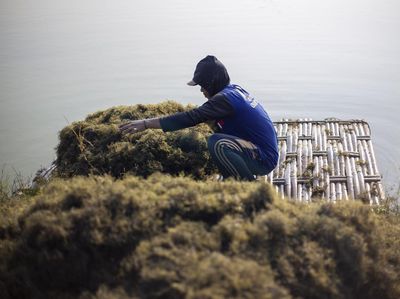 Rencana Pemanfaatan Rumput Laut untuk Bahan Bakar Pesawat