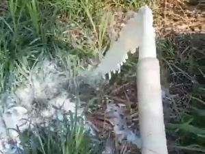 Ini Alasan Peternak Sapi di Pasuruan Buang Susu Hasil Panen Ini Alasan Peternak Sapi di Pasuruan Buang Susu Hasil Panen