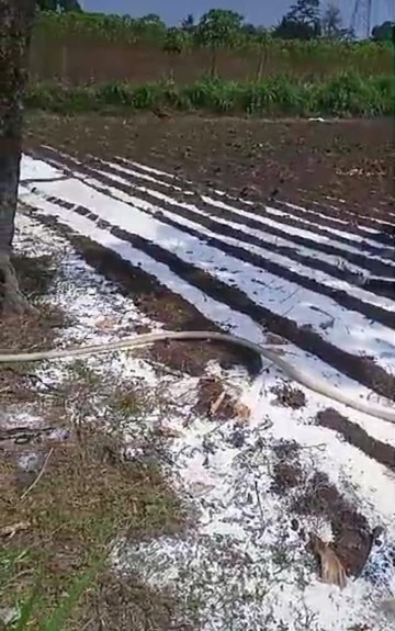 Skandal Susu Sapi Terbuang: DPR Murka, Tuntut Prioritas Peternak Lokal!