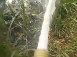 Peternak Sapi di Pasuruan Buang Susu Hasil Panen, Kenapa?