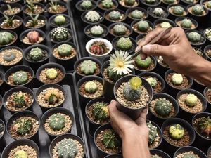 Top! Kaktus Ciamis Terbang ke Malaysia