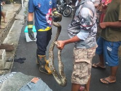 Cerita Ular Piton 2,5 Meter Nongol Saat Warga Bikin Video Banjir di Klaten