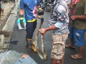 Cerita Ular Piton 2,5 Meter Nongol Saat Warga Bikin Video Banjir di Klaten Cerita Ular Piton 2,5 Meter Nongol Saat Warga Bikin Video Banjir di Klaten