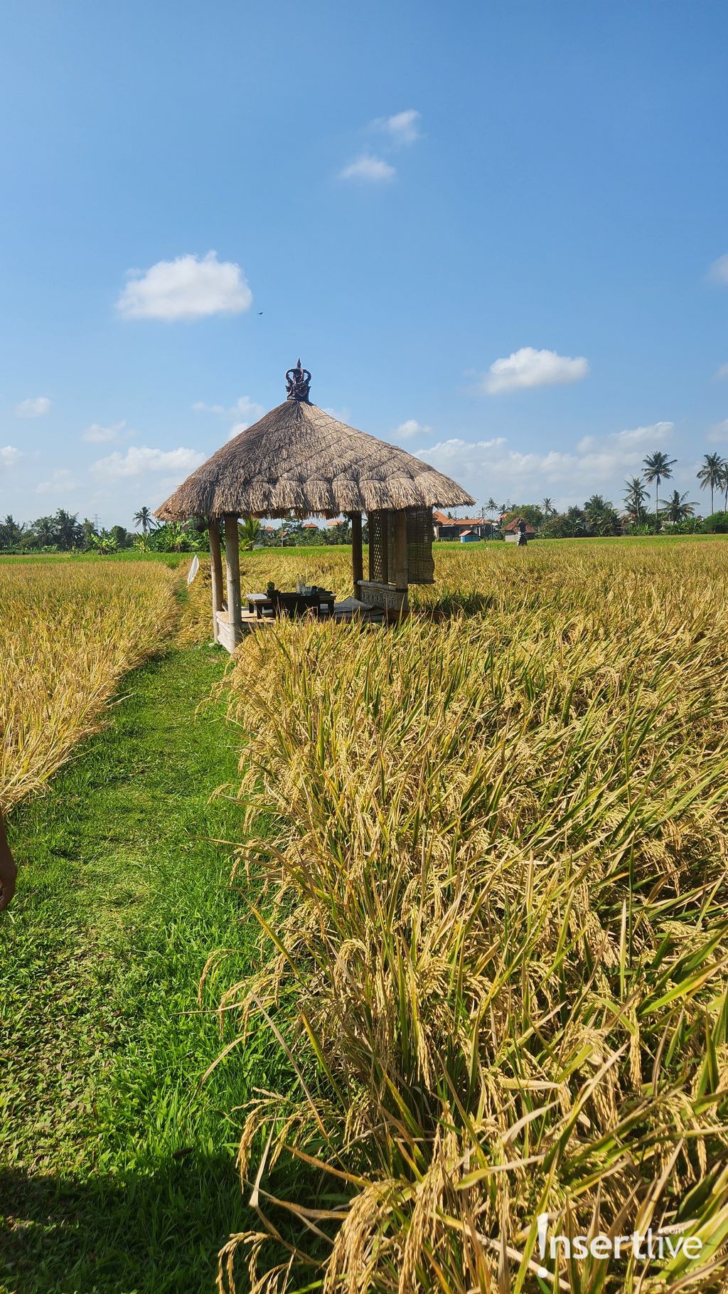 Westin Ubud