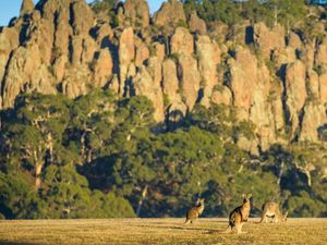 5 Wisata Alam Spektakular di Dekat Melbourne 5 Wisata Alam Spektakular di Dekat Melbourne