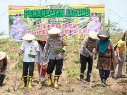 Polisi Jombang Garap 12 Hektare Dukung Swasembada Pangan