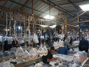 Berburu Ikan Hias di Pasar Ikan Terbesar se-Asia Tenggara