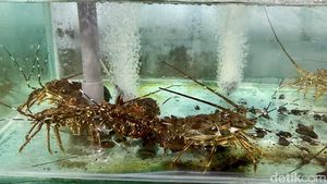 Kampung di Banyuwangi Ini Sukses Ekspor Lobster Mutiara ke China