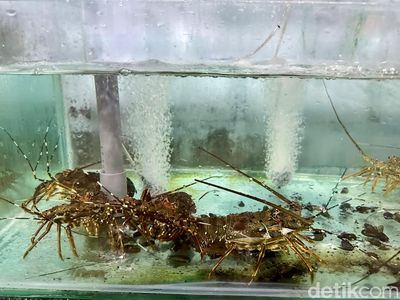 Kampung di Banyuwangi Ini Sukses Ekspor Lobster Mutiara ke China