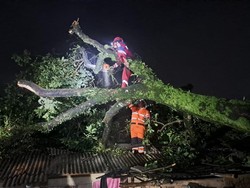 Pohon Tumbang Timpa 3 Kontrakan Imbas Hujan dan Angin Kencang di Bogor