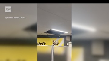 Rakun Misterius Terjun Bebas dari Atap Bandara: Penumpang Terkejut!