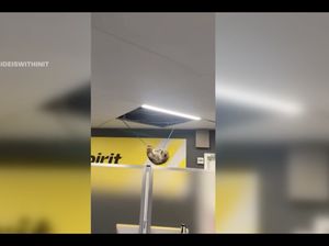 Rakun Jatuh dari Langit-langit Bandara Bikin Heboh Penumpang Rakun Jatuh dari Langit-langit Bandara Bikin Heboh Penumpang