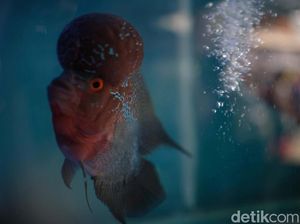 RI Targetkan Kuasai Pasar Ekspor Ikan Hias Dunia