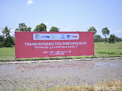 Padi Biofortifikasi Hasilkan Beras Mengandung Zat Besi 3 Kali Lipat