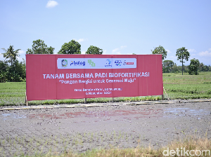 Padi Biofortifikasi Hasilkan Beras Mengandung Zat Besi 3 Kali Lipat Padi Biofortifikasi Hasilkan Beras Mengandung Zat Besi 3 Kali Lipat