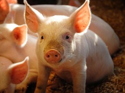 5 Hal yang Terjadi pada Tubuh Jika Makan Daging Babi Setiap Hari