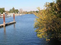 Ngeri! Kerang Emas Serbu Sungai di California
