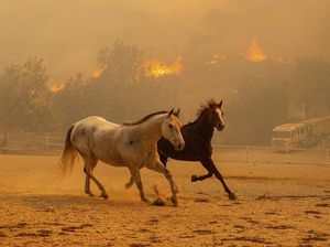 Kuda-kuda Berlarian Saat Kebakaran Hutan di California