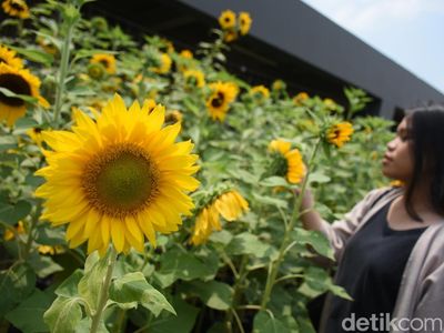 Menarik! Ada Taman Bunga Matahari di Atas Mal Bogor