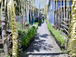 Pekarangan Desa Benelan Kidul Ini Berisi Kangkung, Tomat, hingga Cabai