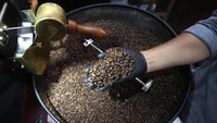 Begini Proses Pengolahan Biji Kopi Arabika Gayo