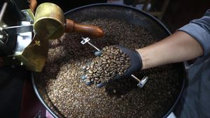 Begini Proses Pengolahan Biji Kopi Arabika Gayo