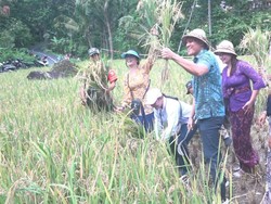 Uji Coba Pupuk Organik di Buleleng, Hasil Panen Petani Naik 2 Kali Lipat