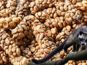 7 Jenis Kopi Terlangka di Dunia, Ada yang dari Indonesia! 7 Jenis Kopi Terlangka di Dunia, Ada yang dari Indonesia!