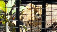 Kucing Serval dan Caracal Jadi Satwa Baru KBS